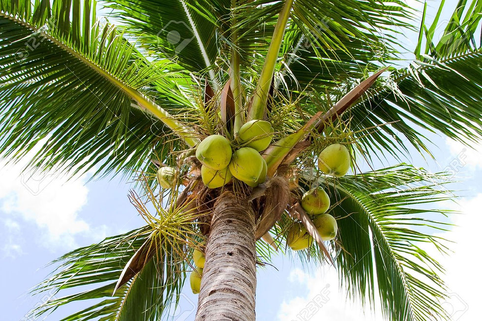 coconut palm