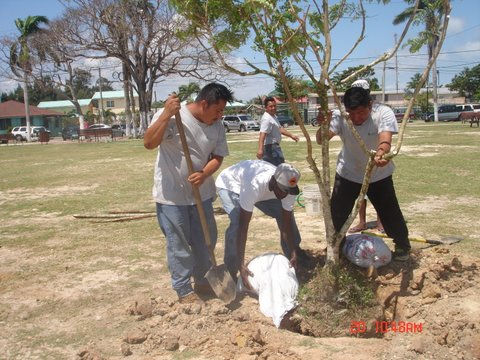 Planting Peltophorum pterocarpum