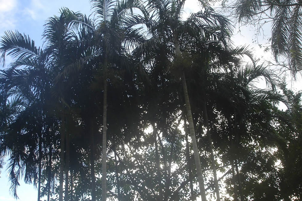 Carpentaria