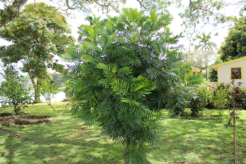 Filicium decipiens