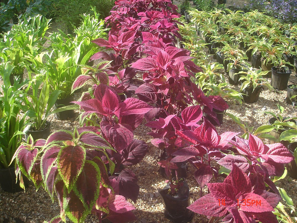 Coleus