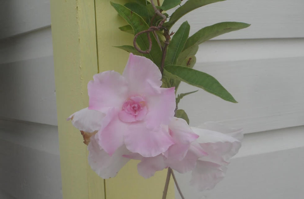 Mandevilla