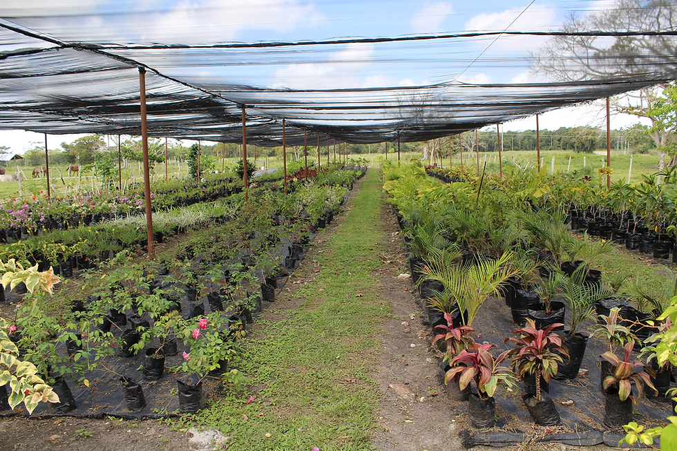 pandora's windowbox nursery