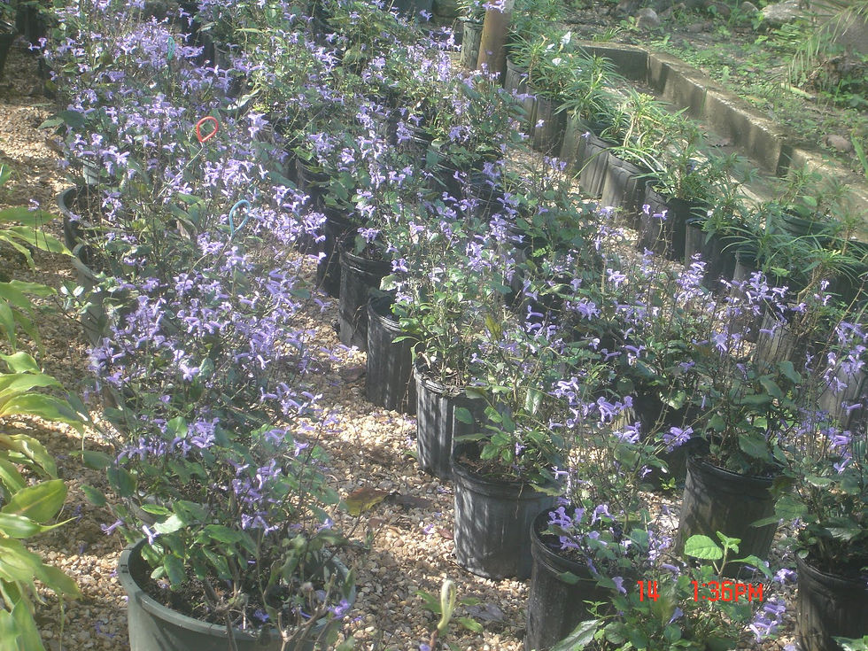 mona lavendar