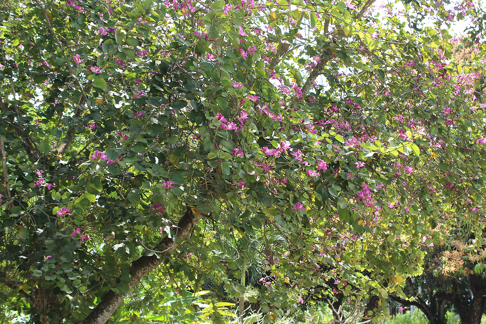 Bauhinia purpurea