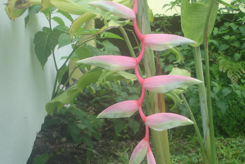 Sexy Pink Heliconia