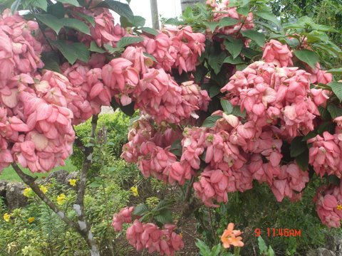 Mussaenda