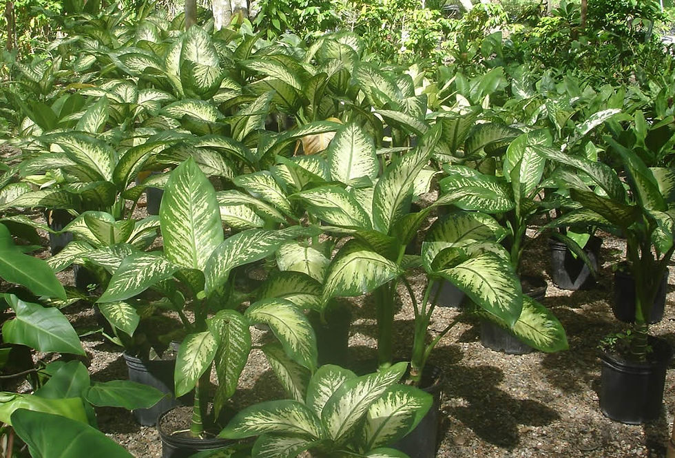 Dieffenbachia