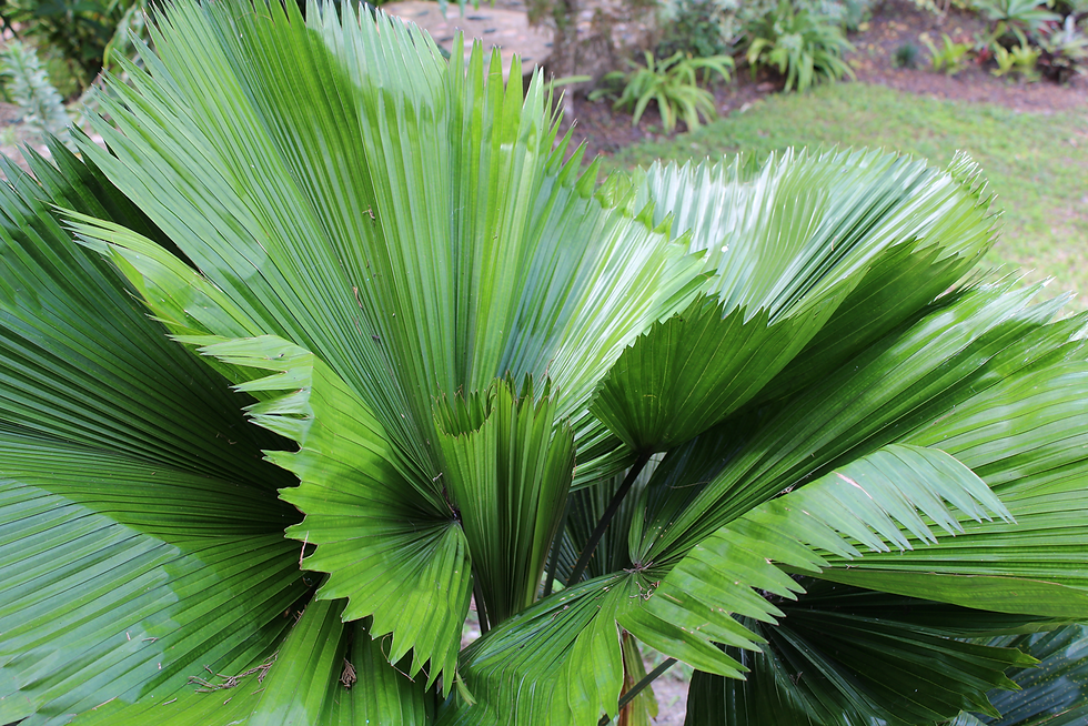 Licuala grandis