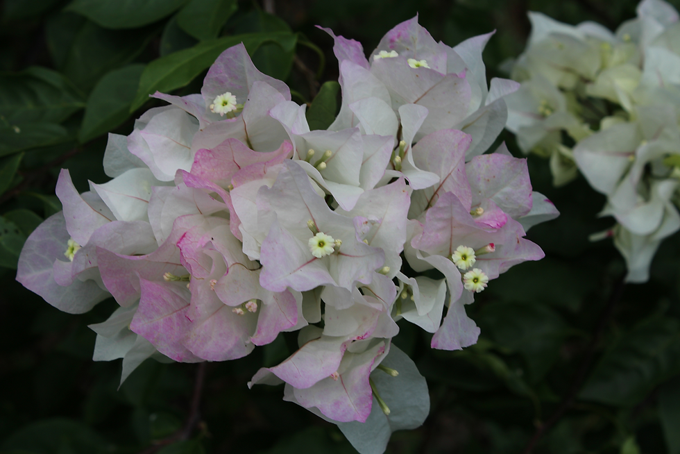 white_pink_bourgainville
