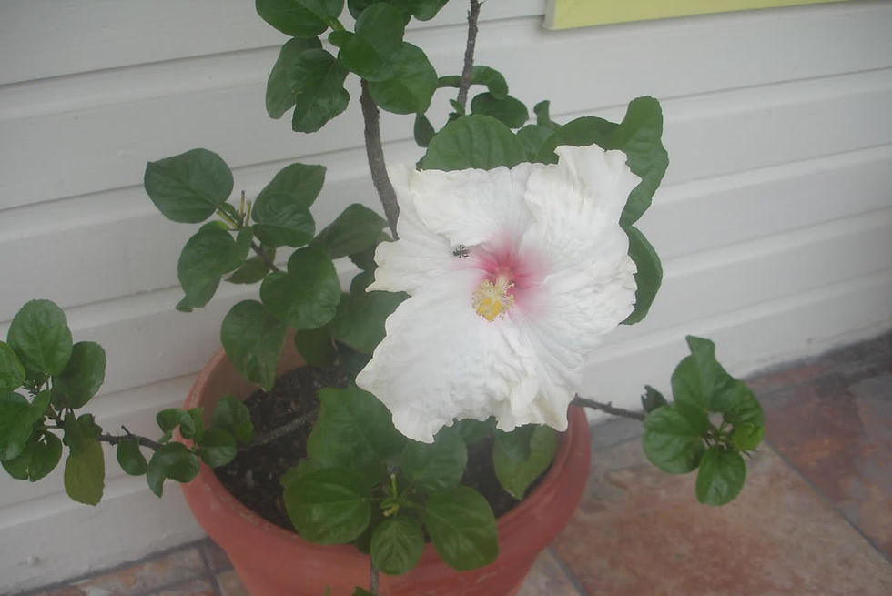 White Hibiscus