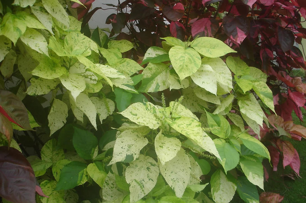 Acalypha Wilkesiana