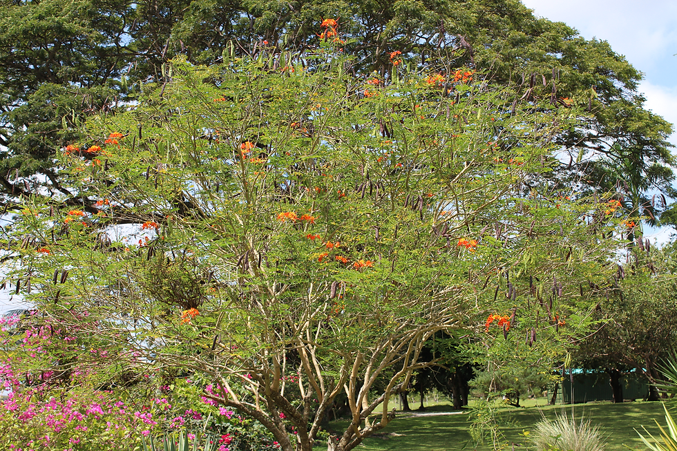 Caesalpinia pulcherrima