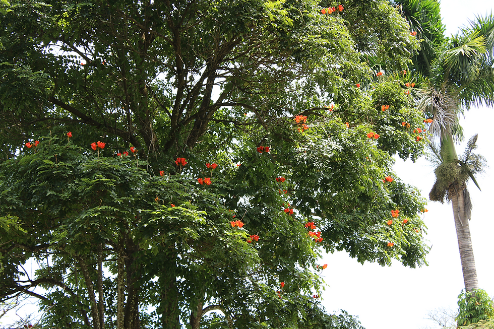 Spathodea campanulata
