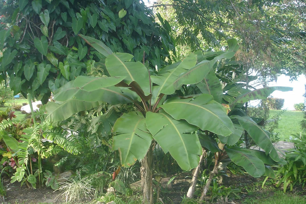 Musa acuminata var. zebrina