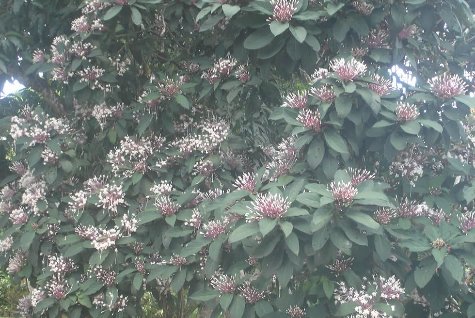 Clerodendrum quadriloculare