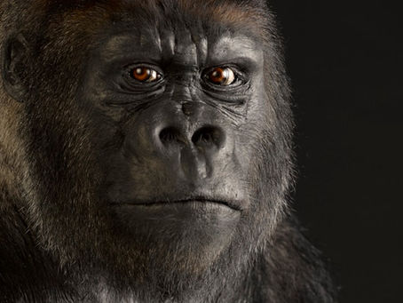 Gallery REVIEW: Monkeys: Our Primate Family - ★★★★★