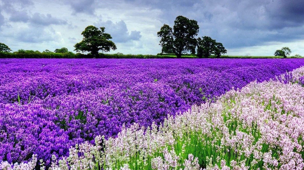 Restful, Peaceful Sleep with LavenderA touch of nature’s quiet within your home.