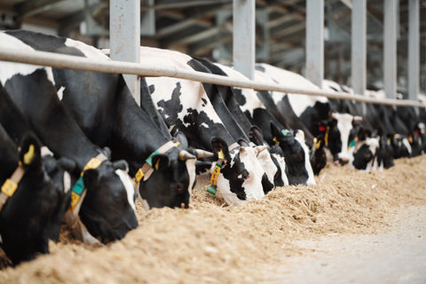 long-row-of-black-and-white-dairy-cows-while-eatin-2021-09-24-03-07-47-utc.jpg