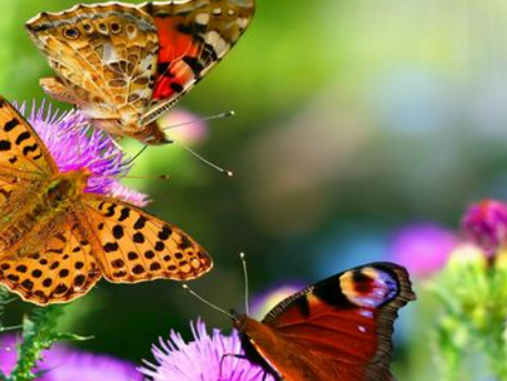 Free big butterfly count event 9th July Peacehaven and Newhaven
