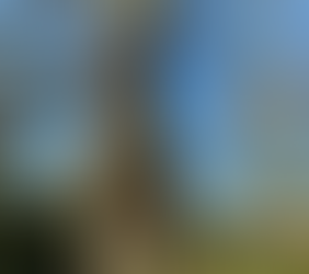 Free tree training for Brighton & Hove residents