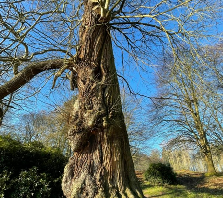 Free tree training for Brighton & Hove residents