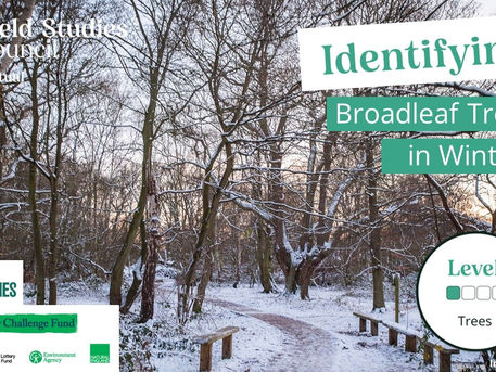 Identifying Broadleaf Trees in Winter Free Online Course