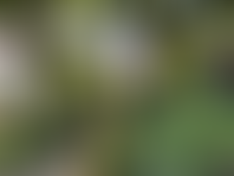 New garden open for visitors in Saltdean 30th July