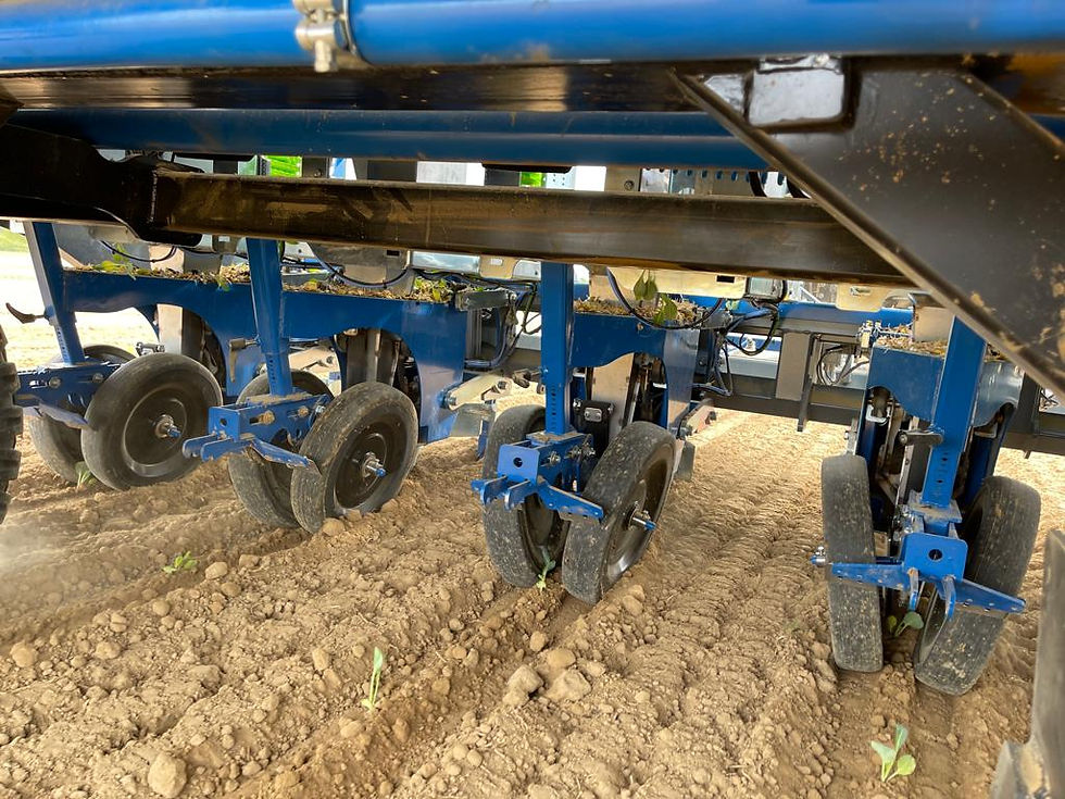 Thumbnail: Brassica planter