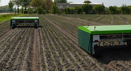 Twee Ekobot-robots die autonoom wieden in het uienveld