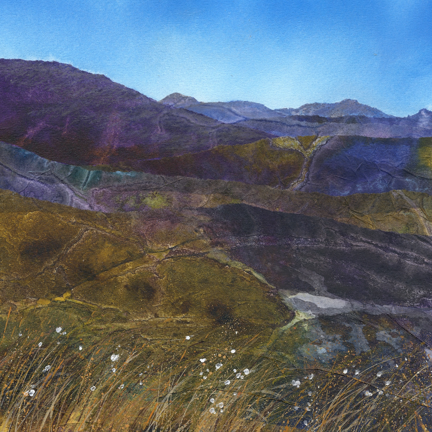 Cotton Grass 1