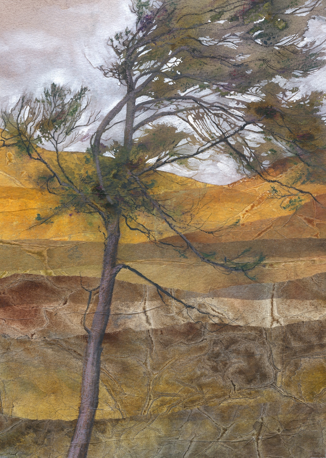 Windswept Pine