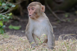 7. Macaca mulatta (Khỉ vàng)