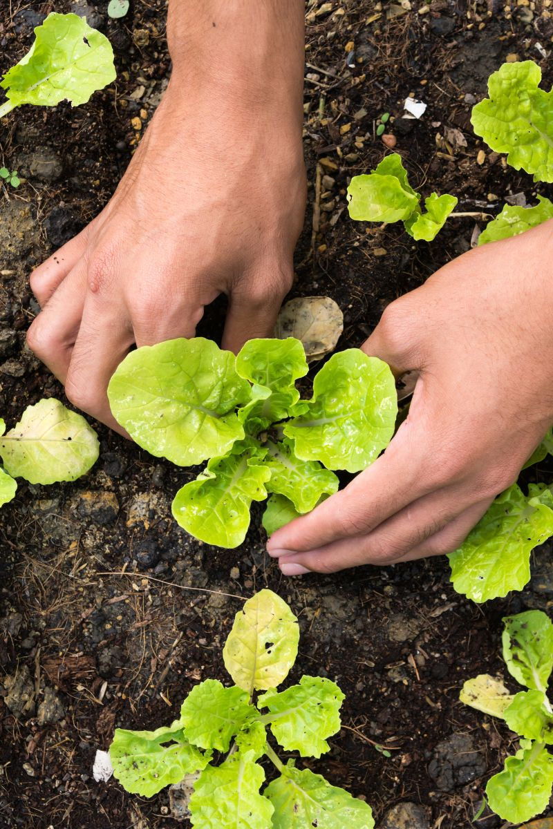 Helpful Amazon Products You Need For Your Garden Obsession