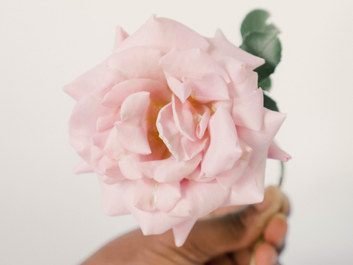 a woman's hand holding a rose