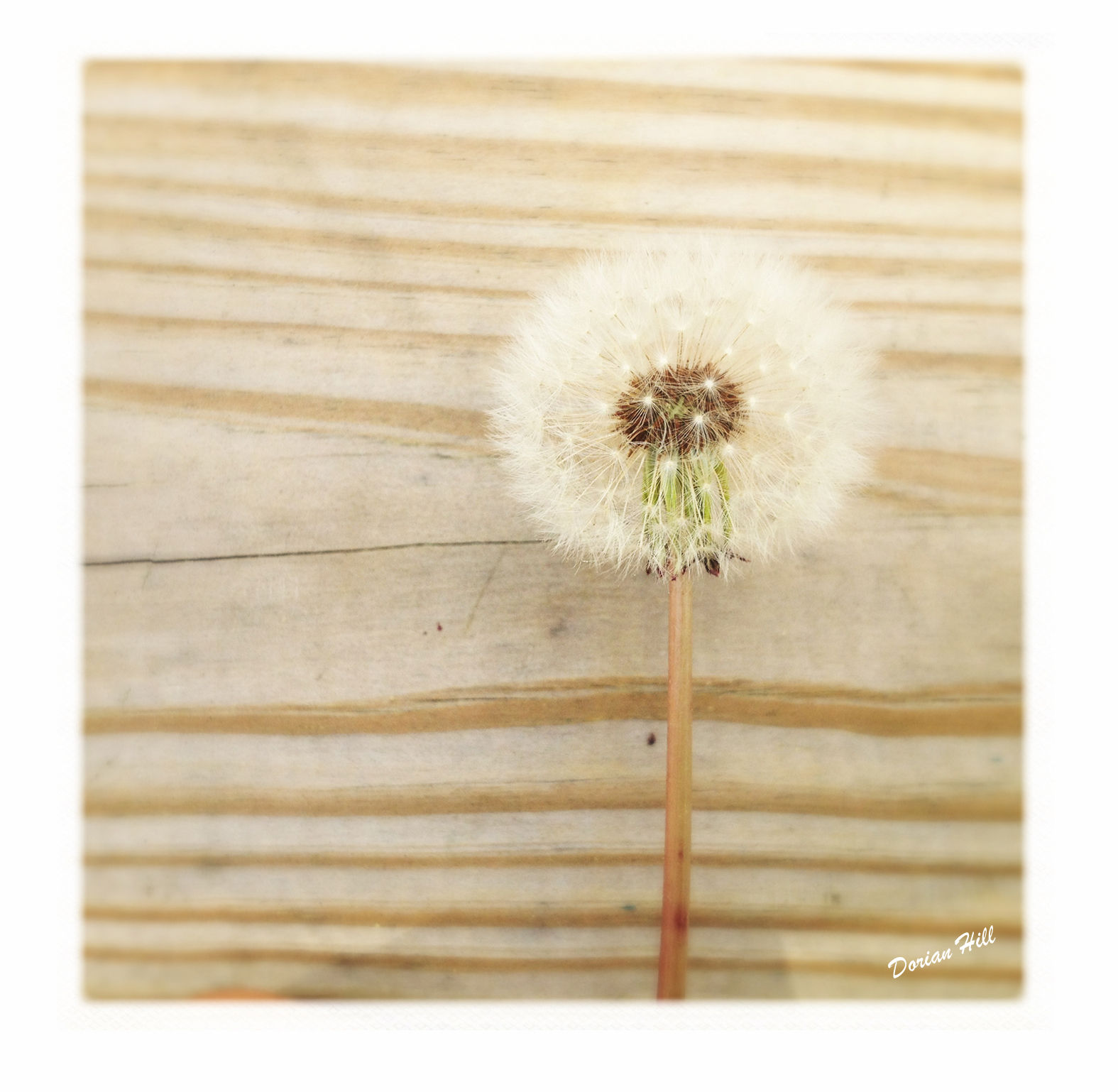 Wood You Make a Wish