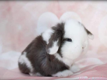 מינילופ שחור לבן.jpg