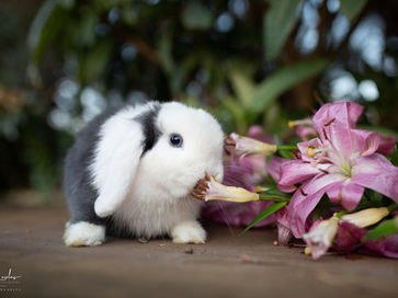 ארנבון מיני לופ גזעי