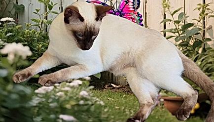 Siamese - Chocolate Point - Mature Female - Desexed Cat