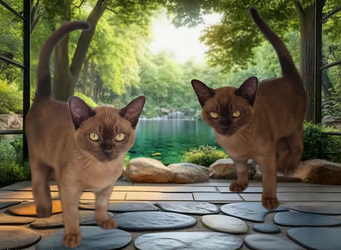 Chocolate Brown Burmese.jpg