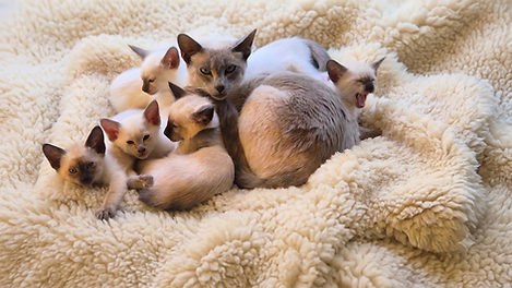 Kitten Collection (1).png