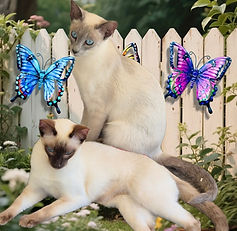 Chocolate Point Siamese