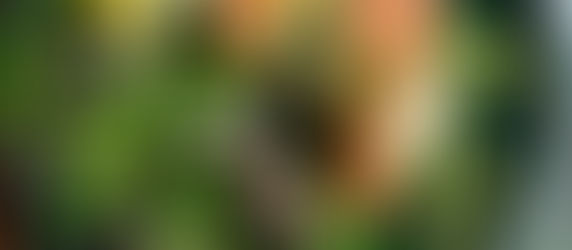 Pommes de terre, asperges & truite fumée