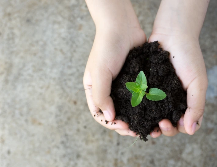Planting a foundation for growth