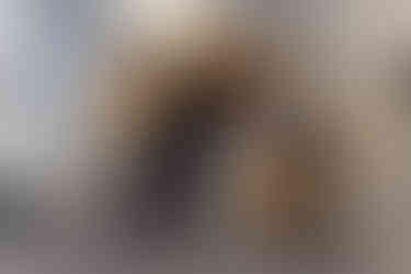 Vier Frauen und ein Hund in einem Büro.