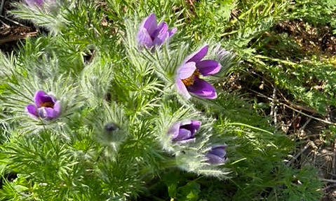 The problem with toxic gardening chemicals