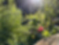 F9FA81A2-7E12-4BEC-9D50-A81DAE79A733_1_105_c.jpeg