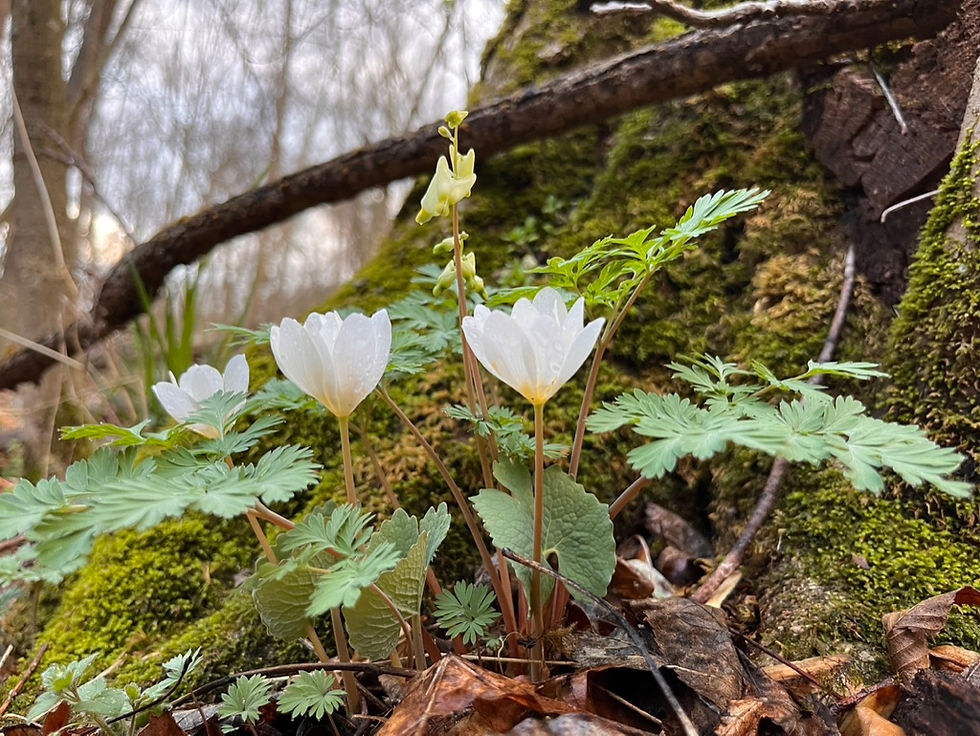 Spring Ephemeral Plant Walk