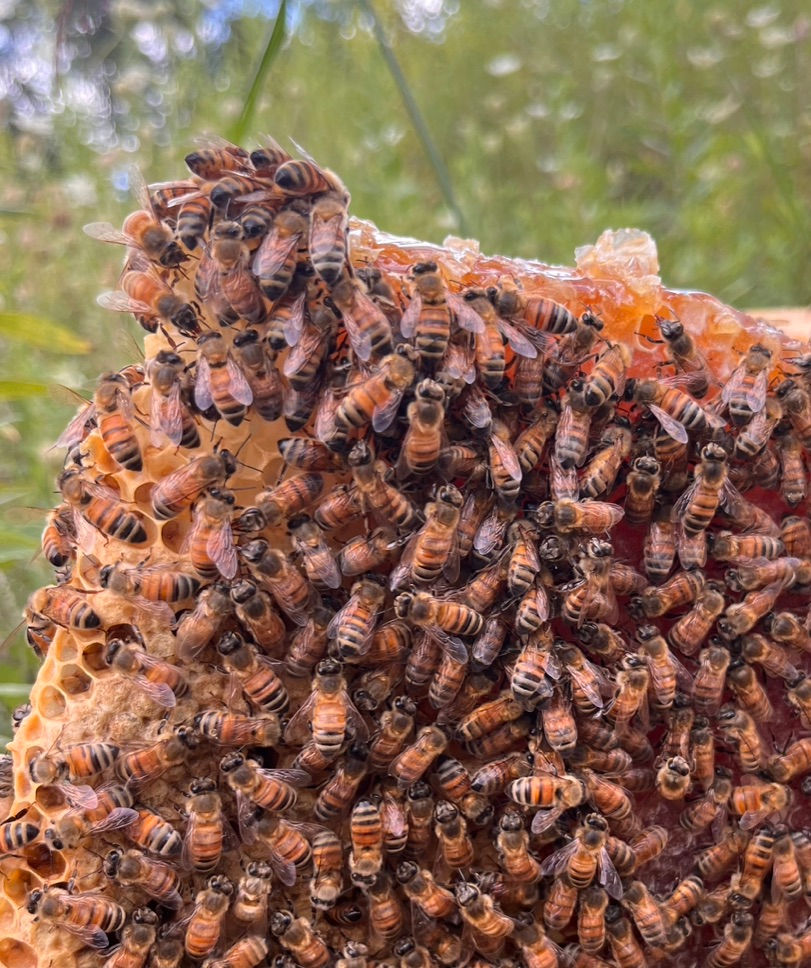 Thumbnail: Local Raw Honey