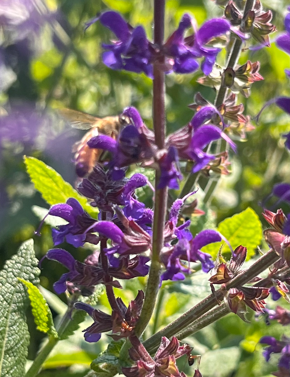 Thumbnail: Local Raw Honey